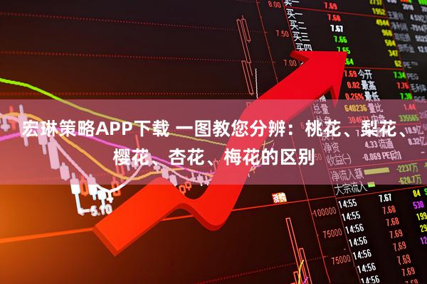 宏琳策略APP下载 一图教您分辨：桃花、梨花、樱花、杏花、梅花的区别